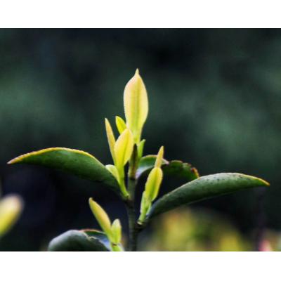 紅茶湘金蕊紅茶黃金芽紅茶云臺山茶永州茗茶雙牌特產